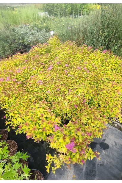 Спірея японська Меджик Карпет®/Вальбума® - 3л/вис.30-40см/Ø30-40см